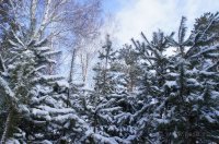 Зимняя экскурсия  «Жизнь растений зимой»