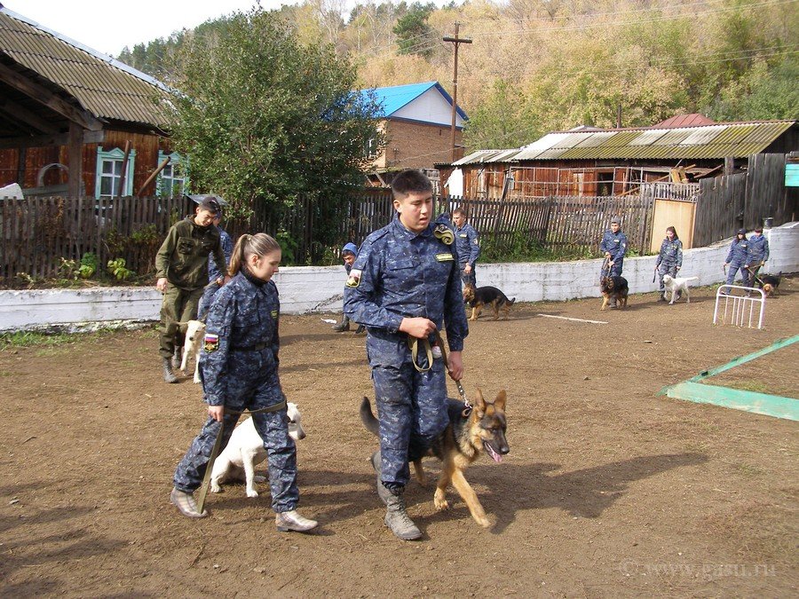 Аграрный колледж кинолог. Барнаульский Кинологический колледж. Новосибирский Кинологический колледж. Кинологический центр Барнаул.